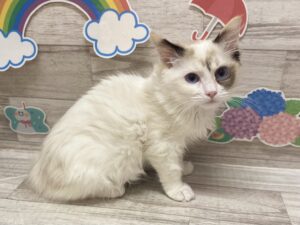 ラグドール　￥272,800(税込)→7/2まで￥195,800(税込)