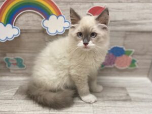 ラグドール　￥272,800(税込)→7/2まで￥195,800(税込)