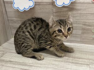 アメリカンカール　￥173,800(税込)→￥129,800(税込)