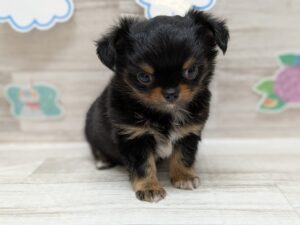 ②チワワ(ロング)　￥239,800(税込)→￥217,800(税込)