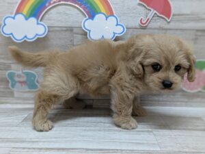 ③Mix(ペキニーズ×トイプードル)　￥217,800(税込)