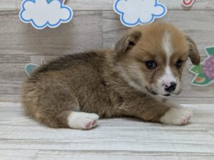 ⑤ウェルシュコーギーペンブローク　￥360,800(税込)→7/13まで￥327,800