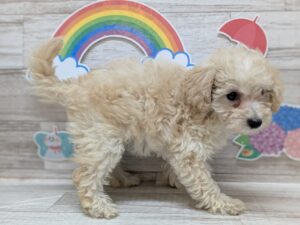 ⑥トイプードル　￥206,800(税込)