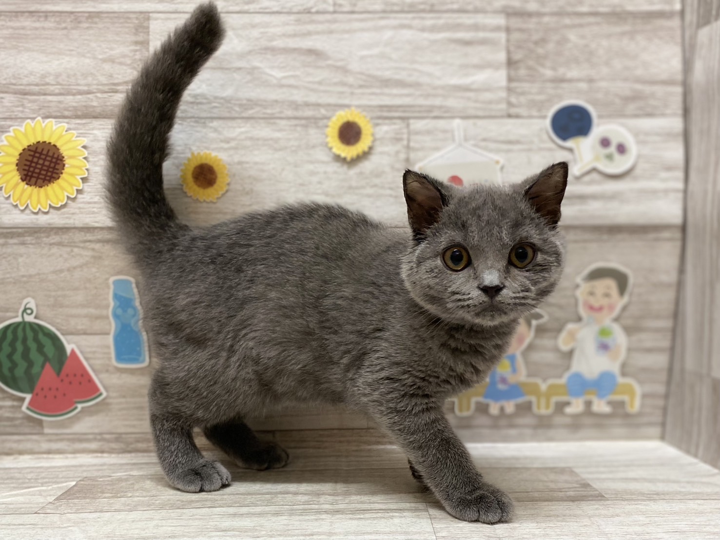 ⑦ブリティッシュショートヘアー