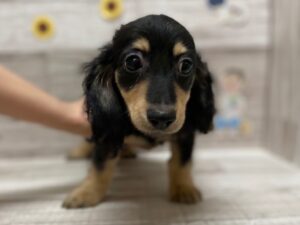 ➂ミニチュアダックスフンド　￥294,800(税込)→￥217,800(税込)