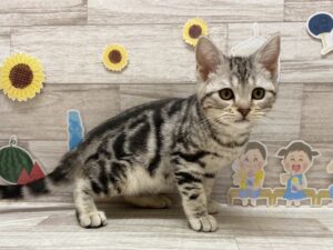 アメリカンショートヘアー　￥250,800(税込)→206,800(税込)