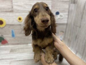 ⑤カニヘンダックスフンド(ロング)　￥305,800(税込)→￥140,800(税込)