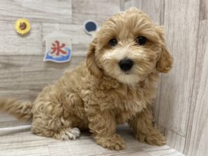 Mix(マルチーズ×トイプードル)　￥195,800(税込)