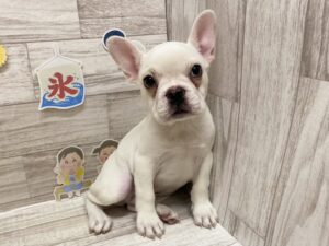 ②フレンチブルドッグ　￥393,800(税込)→￥327,800(税込)