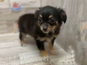 ②チワワ(ロング)　￥250,800(税込)→8/6まで￥162,800(税込)