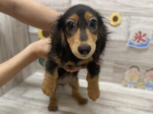 ⑤ミニチュアダックスフンド(ロング)　￥305,800(税込)