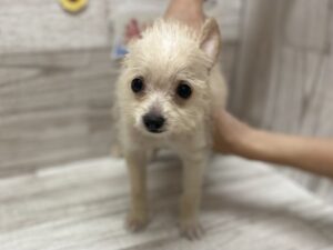 ⑦Mix(トイプードル×チワワ)　￥283,800(税込)→￥206,800(税込)