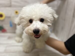 ➂ビションフリーゼ　￥283,800(税込)→￥140,800（税込）