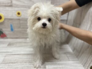 ➄Mix（マルチーズ×チワワ）　￥261,800(税込)→￥129,800(税込)