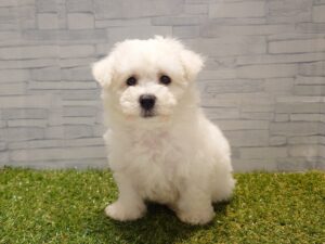 ①ビションフリーゼ￥207,900(税込)