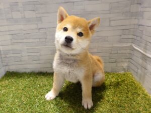 ①柴犬￥284,900(税込)