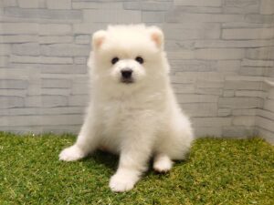 ⑧ポメラニアン￥185,900(税込)