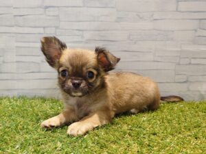 ⑨チワワ(ロング) 　￥174,900（税込）