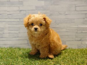 ⑦Mix(父トイプードル×母チワワ)￥240,900(税込)