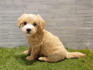 Mix(マルチーズ×トイプードル)￥185,900（税込）