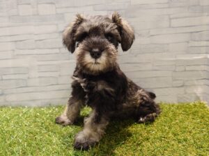 ➃ミニチュアシュナウザー ￥207,900（税込）