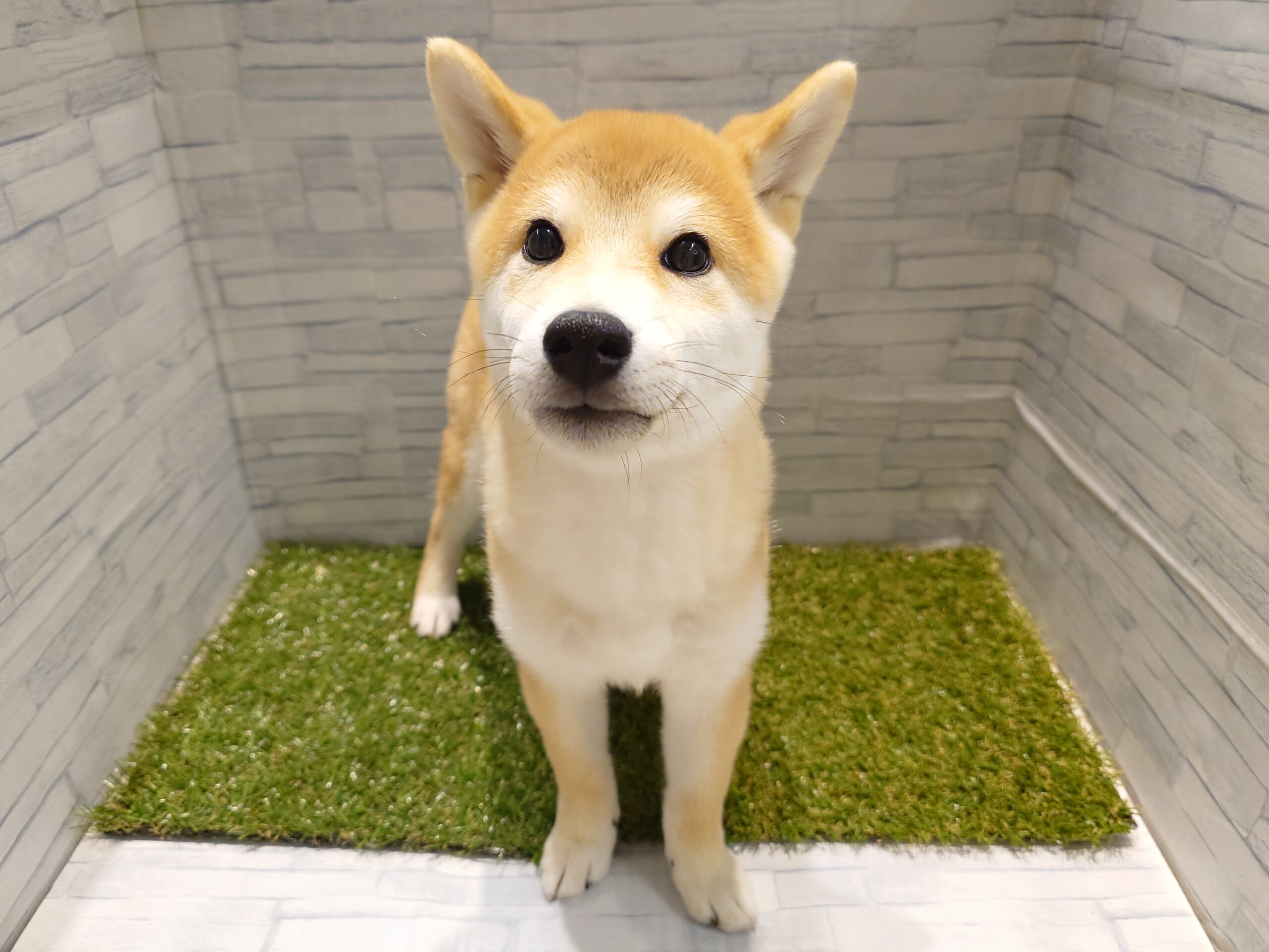 ①柴犬