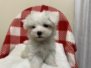 ⑥マルチーズ　￥261,800(税込)→6/19まで￥217,800(税込)