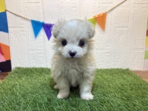 ⑦Mix(父ポメラニアン×母マルチーズ）￥328,900(税込)→6/9まで￥295,900(税込)