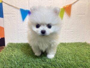 ⑧Mix(父ポメラニアン×母ペキニーズ)￥350,900(税込)→6/9まで￥317,900(税込)