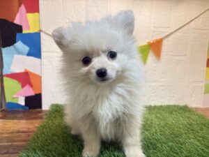 ⑪ポメラニアン￥174,900(税込)→6/9まで￥141,900（税込）