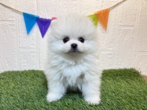 ⑪ポメラニアン￥471,900(税込)→6/16まで￥438,900(税込)