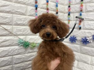 トイプードル ￥174,900(税込）→￥86,900（税込）