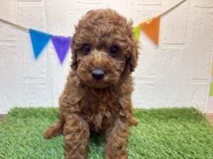 ②トイプードル　￥240,900(税込)→6/23まで￥207,900(税込)