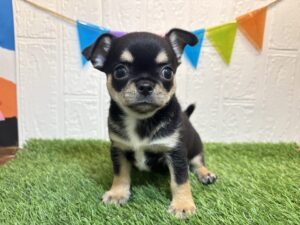 ①チワワ(スムース)￥295,900(税込)→6/23まで￥262,900(税込)
