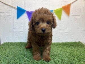 ②トイプードル￥306,900(税込)→6/23まで￥273,900(税込)