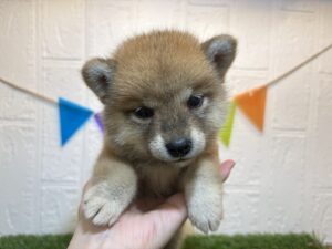 ⑤柴犬￥262,900(税込)→6/23まで￥229,900(税込)