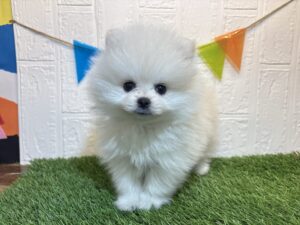 ①ポメラニアン￥394,900(税込)→6/30まで￥361,900(税込)