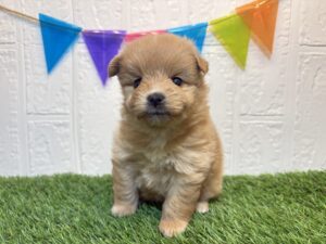 ②Mix(父ポメラニアン×母トイプードル)￥251,900(税込)→6/30まで￥218,900(税込)