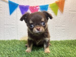 ③チワワ（ロング）￥504,900(税込)→6/30まで￥471,900(税込)