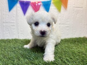 ⑤ビションフリーゼ￥240,900(税込)→6/30まで￥207,900(税込)