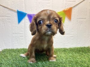 ⑥キャバリアキングチャールズスパニエル￥317,900(税込)→6/30まで￥284,900(税込)