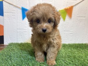 ⑨Mix(父トイプードル×母ポメラニアン)￥207,900(税込)→6/30まで￥174,900(税込)