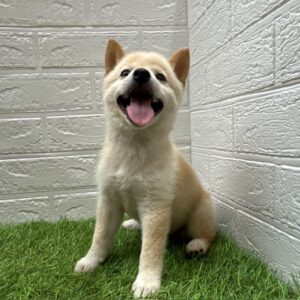 柴犬　￥217,800(税込)