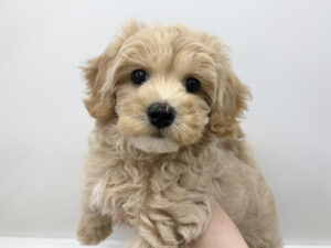 Mix(父マルチーズ×母トイプードル)￥185,900(税込)