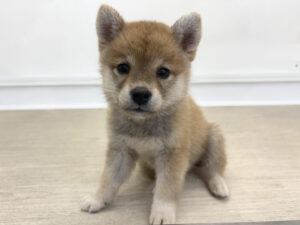 ⑤柴犬￥262,900(税込)