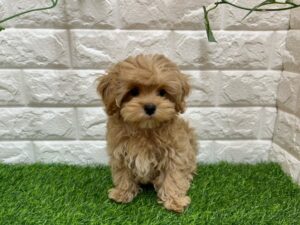 Mix(父トイプードル×母マルチーズ)　￥207,900(税込)