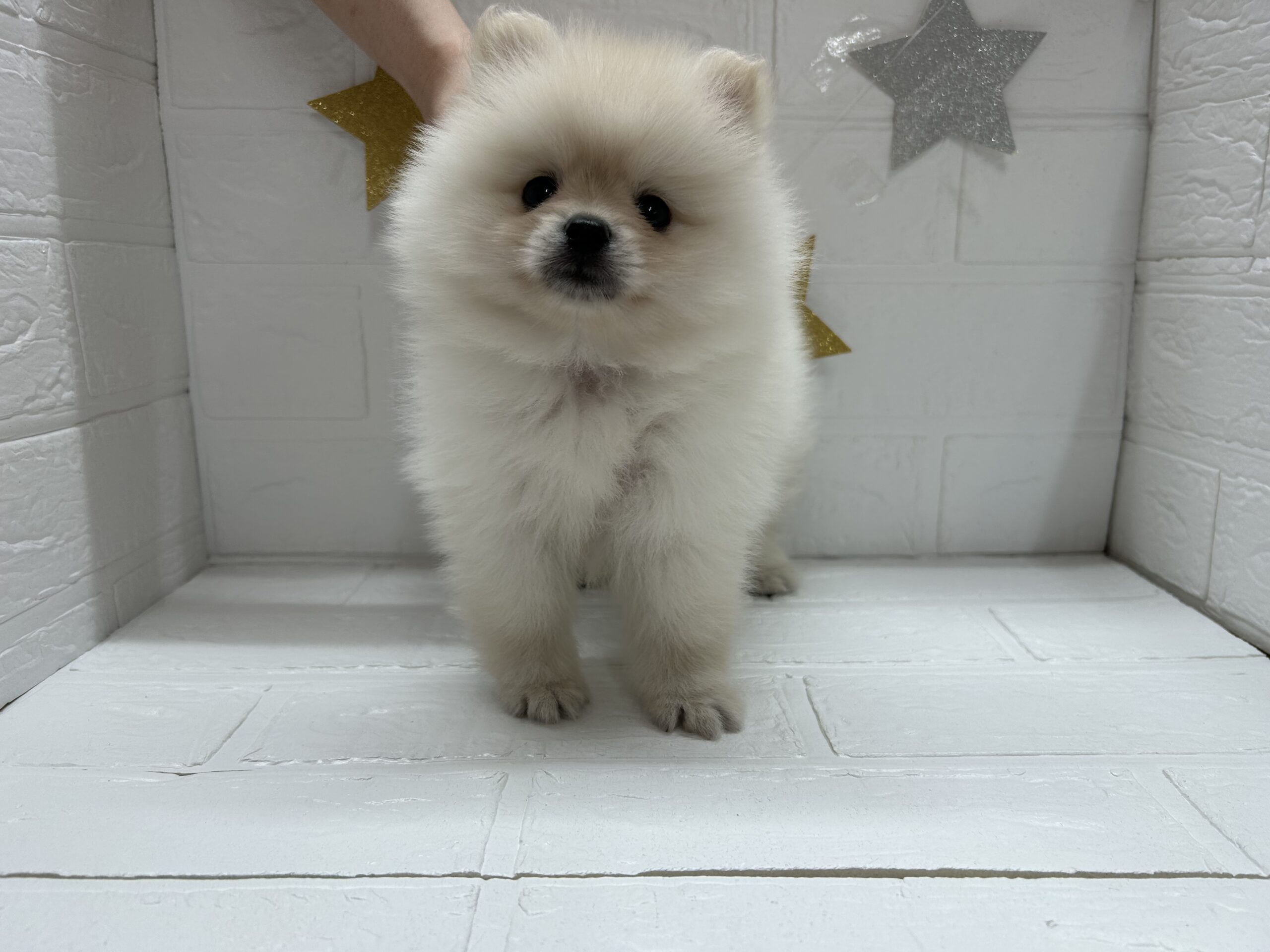 ①ポメラニアン