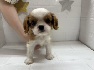 ④キャバリアキングチャールズスパニエル　￥317,900(税込)