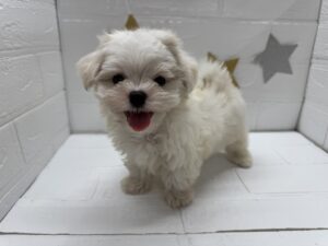 ⑨マルチーズ￥251,900(税込)