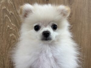 ⑫ポメラニアン￥196,900(税込)→7/27まで￥174,900(税込)